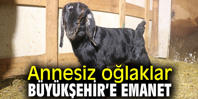 Başkan Tunç Soyer yüreklere su serpti