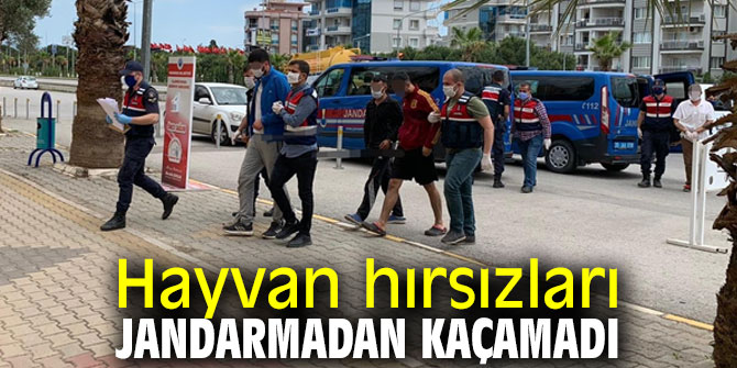 Hayvan hırsızları jandarmadan kaçamadı