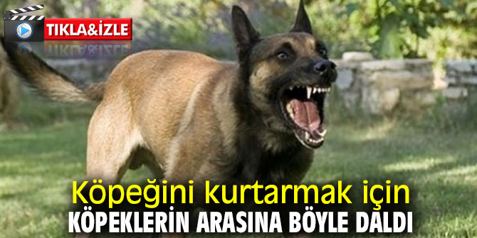 Köpeğini kurtarmak için köpeklerin arasına böyle daldı