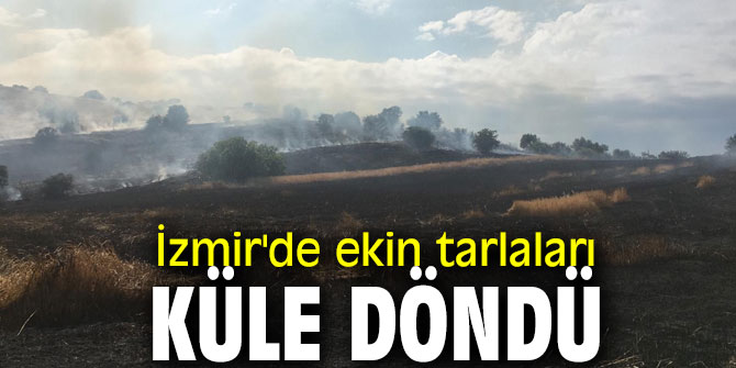 Tire'de ekin tarlaları küle döndü