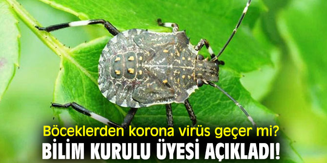 Böceklerden korona virüs geçer mi? Bilim Kurulu Üyesi açıkladı!