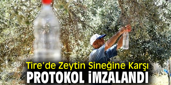 Tire’de Zeytin Sineğine Karşı Protokol İmzalandı
