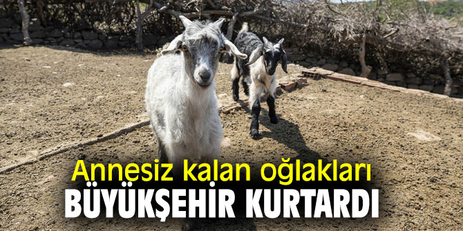 Annesiz kalan oğlakları İzmir Büyükşehir Belediyesi kurtardı