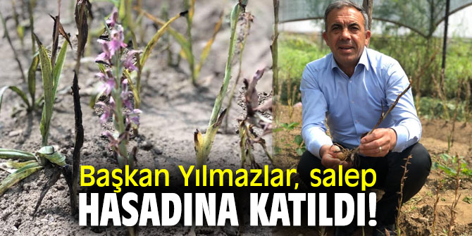 Başkan Yılmazlar, salep hasadına katıldı!