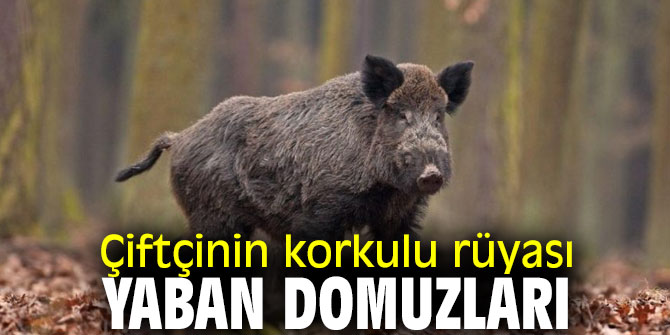 Çiftçinin korkulu rüyası oldular!