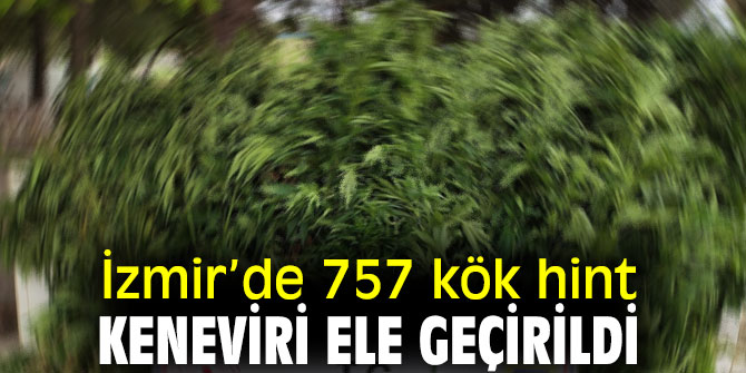 İzmir’de 757 kök hint keneviri ele geçirildi