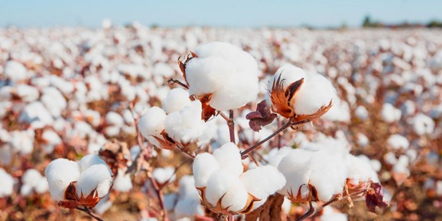 EÜ, “Azerbaycan’da Mutlu Pamuk Üretimi Projesi”ne danışmanlık yapacak