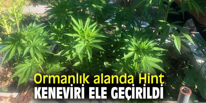 Ormanlık alanda Hint keneviri ele geçirildi