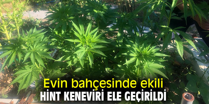 Evin bahçesinde ekili Hint keneviri ele geçirildi
