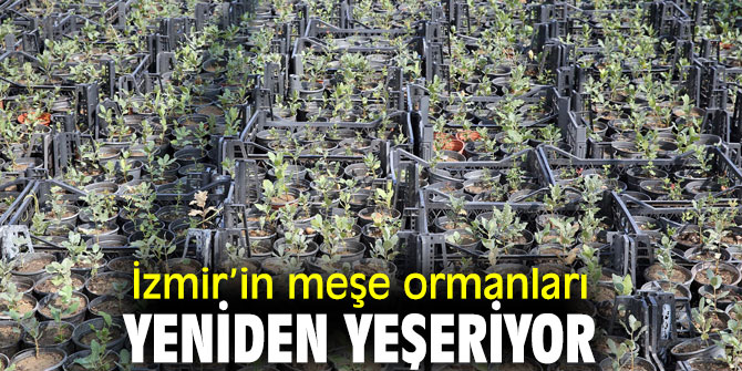 Meşe ormanları yeniden yeşeriyor