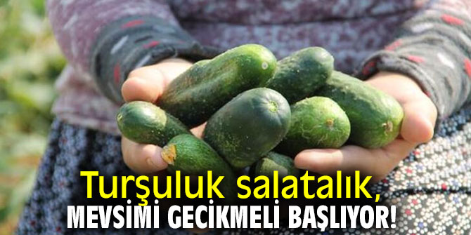 Turşuluk salatalık, mevsimi gecikmeli başlıyor!
