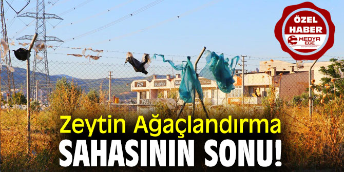 Zeytin Ağaçlandırma Sahasının Sonu!