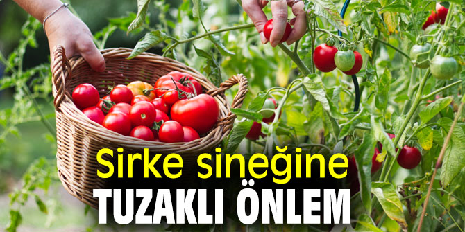 Ege'den yaş meyve sebze ve mamulleri ihracatı 1 milyar dolara koşuyor