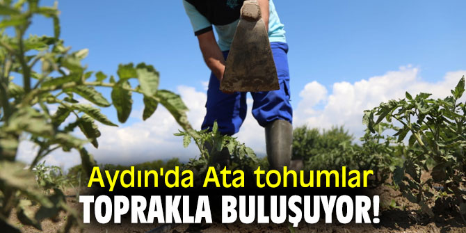 Aydın'da Ata tohumlar toprakla buluşuyor!