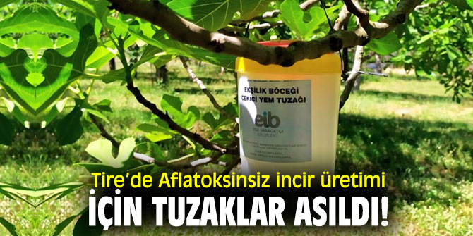 Tire’de Aflatoksinsiz incir için çalışmalar başladı!