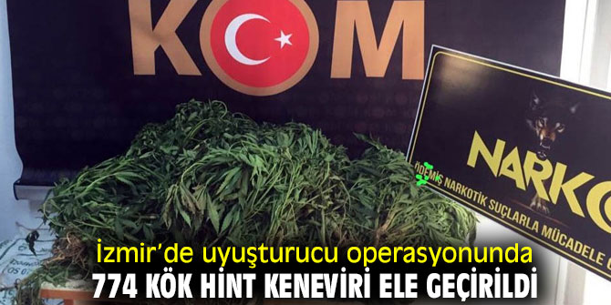 Uyuşturucu operasyonunda 774 kök Hint keneviri ele geçirildi