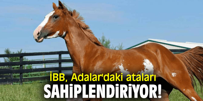 İBB, Adalar'daki atları sahiplendiriyor!