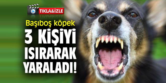 Başıboş köpek 3 kişiyi ısırarak yaraladı!