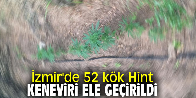 İzmir'de 52 kök Hint keneviri ele geçirildi