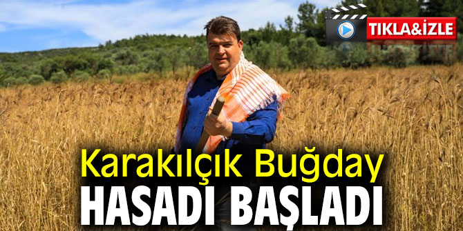 Seferihisar'da Karakılçık Buğday hasadı başladı