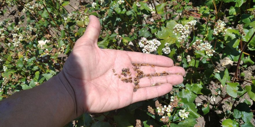 Çeşme'de karabuğday olumlu sonuç verdi