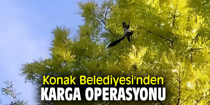 Konak Belediyesi'nden karga operasyonu