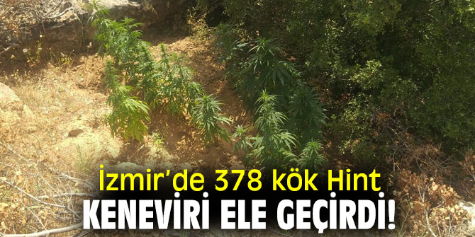 İzmir’de  378 kök Hint keneviri ele geçirdi!