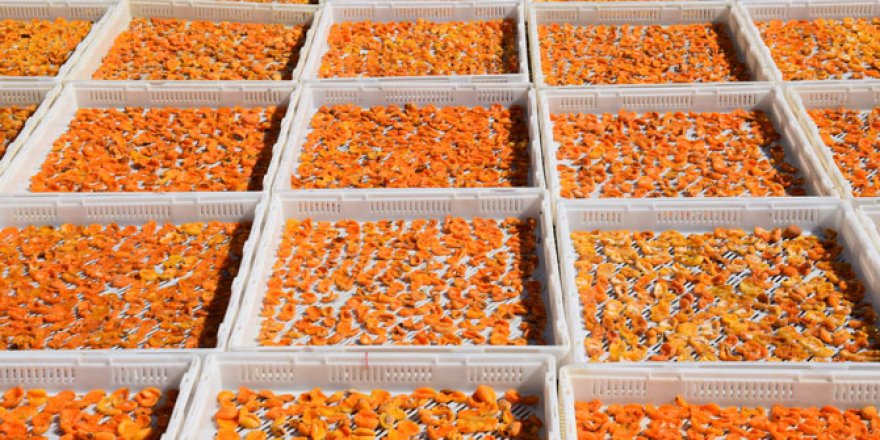 Kuru kayısının kalitesi ve ihraç fiyatı artacak