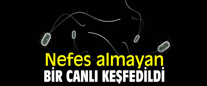 Bu canlı nefes almıyor!