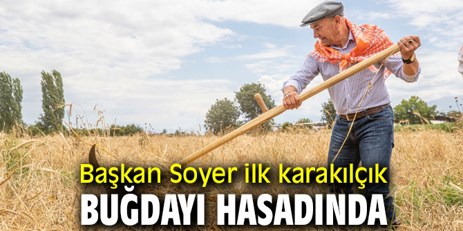 Başkan Soyer ilk karakılçık buğdayı hasadında