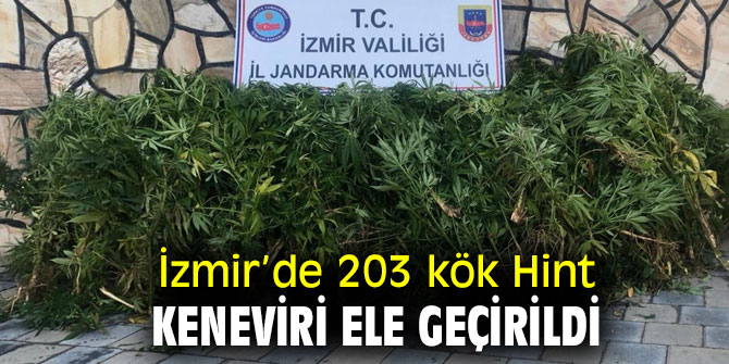 İzmir’de 203 kök Hint keneviri ele geçirildi