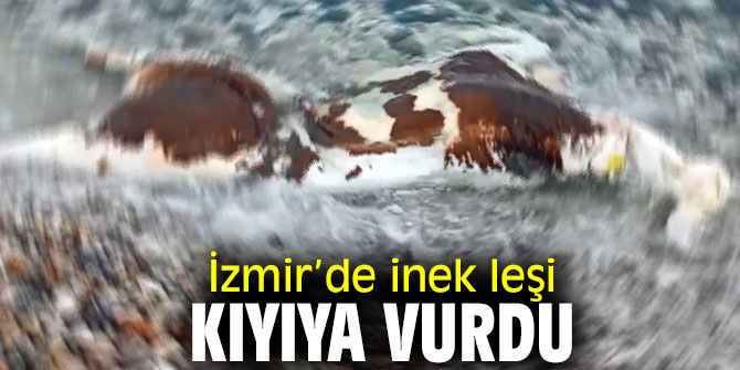 İzmir'de inek leşi kıyıya vurdu
