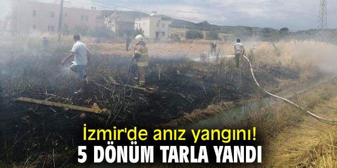İzmir'de anız yangını! 5 dönüm tarla yandı