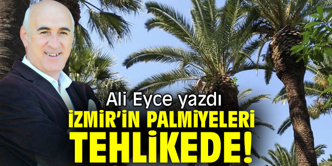 İZMİR’İN PALMİYELERİ TEHLİKEDE!