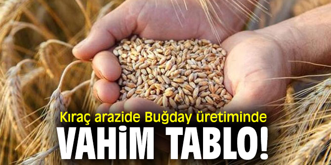 Buğday üretiminde vahim tablo!