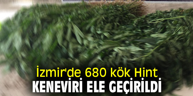 İzmir'de 680 kök Hint keneviri ele geçirildi