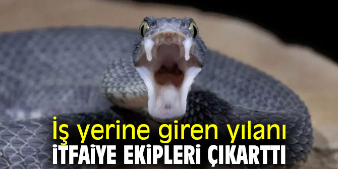 İzmir'de iş yerine giren yılanı itfaiye ekipleri çıkarttı