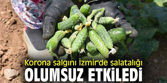 Korona salgını İzmir'de salatalığı olumsuz etkiledi