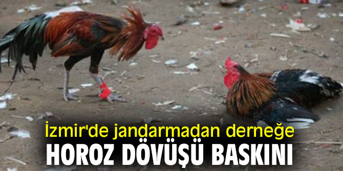 İzmir'de jandarmadan derneğe horoz dövüşü baskını