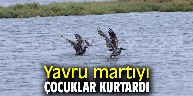 Çocuklar yavru martıyı kurtardı!