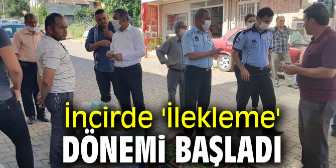  Beydağ’da İncirde 'İlekleme' Dönemi Başladı