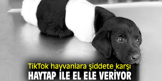 TikTok ve HAYTAP'tan işbirliği