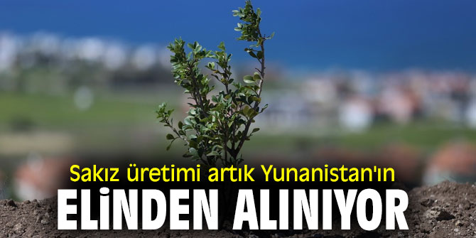 Sakız üretimi artık Yunanistan'ın elinden alınıyor