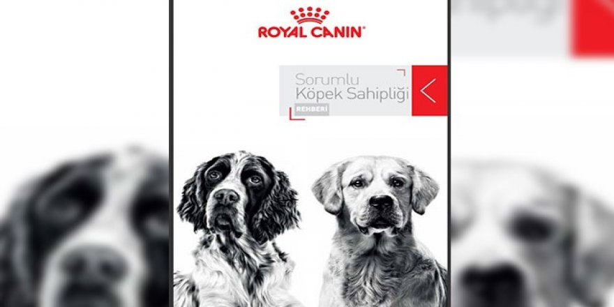 İşte Sorumlu Köpek Sahipliği Rehberi