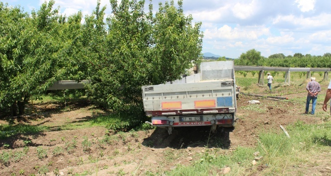 Direksiyonu kilitlendi! Kiraz bahçesine girdi