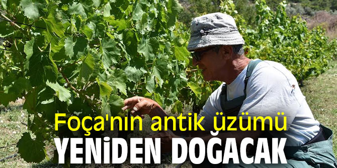 Foça'nın antik üzümü yeniden canlanıyor!