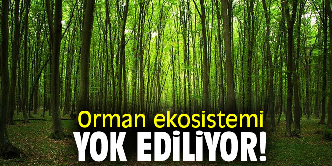 Orman ekosistemi yok ediliyor