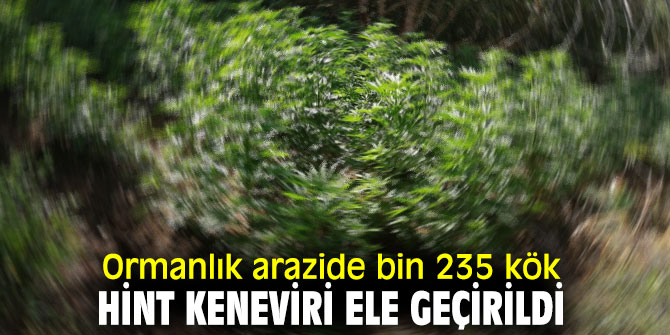 İzmir'de bin 235 kök Hint keneviri ele geçirildi