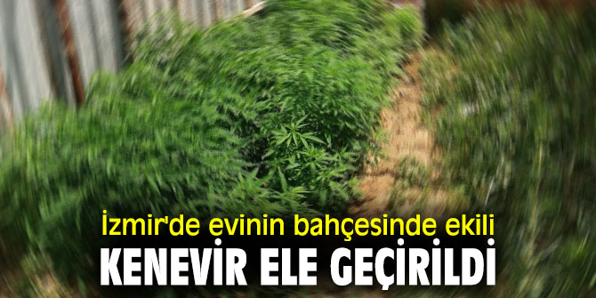 İzmir'de evinin bahçesinde ekili kenevir ele geçirildi