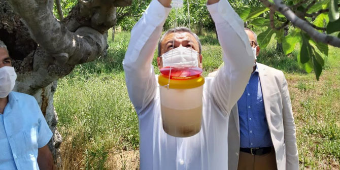 İzmir'de ekşilik böceği tuzakları asılıyor!